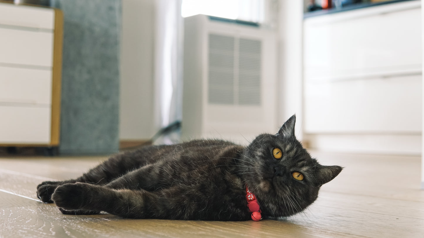 Katze liegt vor dem CoolAir Split Gerät im Innenbereich